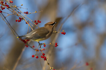 Cedar waxwing perched in a honeysuckle bush surrounded by ripe red berries.  