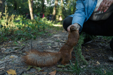 A beautiful squirrel takes a nut from a woman's hand in an autumn park.