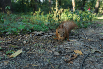 he squirrel collects nuts for the winter. A squirrel is looking for nuts in the grass in an autumn park.