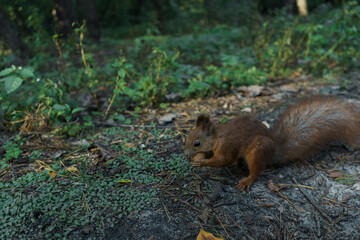 Naklejka na ściany i meble he squirrel collects nuts for the winter. A squirrel is looking for nuts in the grass in an autumn park.