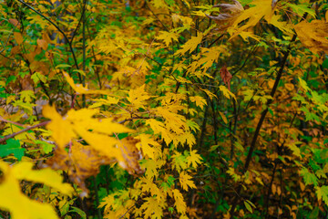 Yellow leaves on the tree. Autumn forest