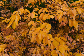 Yellow leaves on the tree. Autumn forest