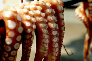 Close up Fresh daily catch from the sea or ocean octopus drying in sun and fresh air, blue water...