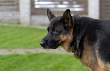 German black shepherd dog outdoors, in profile, close-up