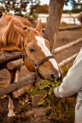 Fototapeta premium a girl in a gray sweatshirt feeds grass to a horse in a paddock in nature. Feed animals, horses.