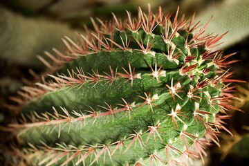 Beautiful wild green plant desert cactuses