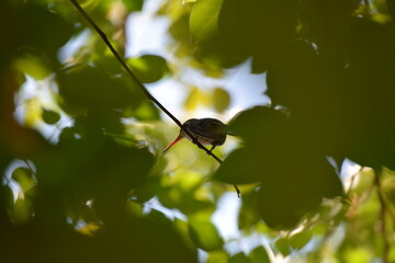 nadir view of a hummingbird stand on a tree with green leaves background