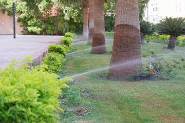 Automatic watering of the lawn and trees. View of the lawn with palms and bushes with a working irrigation system. Lawn grass care.