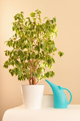 On the table is Benjamin's variegated ficus and a dove watering can.