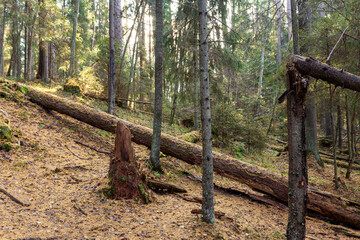 Fototapeta premium An old stump and fallen trees in the autumn forest. Fallen yellow needles and leaves on the ground on a sunny day