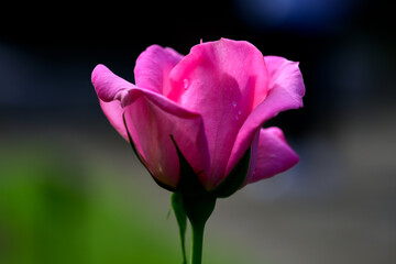 暗い背景に映える濃いピンクの薔薇