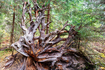 The roots of an old fallen tree. Graphic, textured natural background