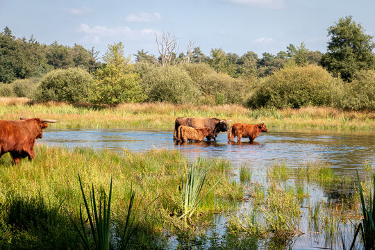 The aurochs wade through the water in the national park 'het Witte veen' near the village of Haaksbergen, province of Gelderland, Netherlands