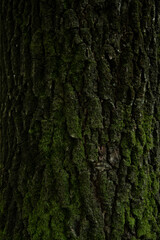 Background, tree, hornbeam tree bark and moss.close up.beautiful artistic light