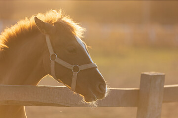 Portrait of young bay horse in the corral in beams of sun