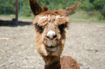 Portrait of a lama. beautiful llama after haircut