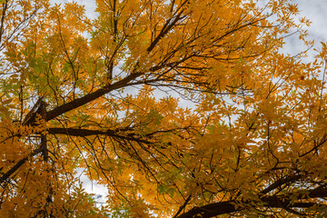 Autumn colors in the leaves of the trees. Autumn landscape