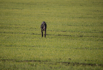 a greyhound in a hunting field runs in search of prey