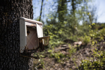 mailbox in the forest