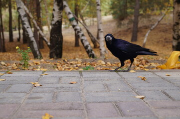 a raven on the street, a raven looks into the camera lens on the background of an autumn landscape