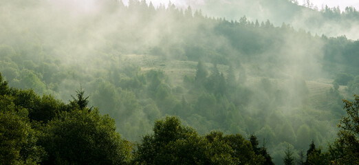 Foggy landscape with mixed forest. trees in the fog. landscapes of the Carpathian mountains in September
