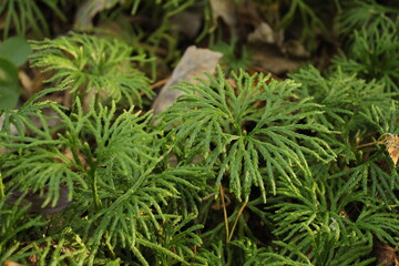 Native club moss-ground cedar