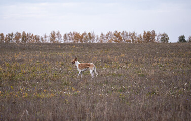 Naklejka na ściany i meble a greyhound in a hunting field runs in search of prey