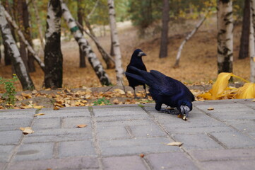 two crows are walking down the street, a crow is eating nuts