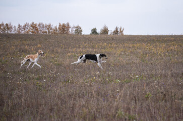 a pair of greyhounds in a hunting field runs in search of prey