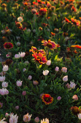 Gaillardia and daisies growing on the sand dunes in Rockport, Texas.