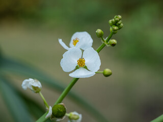 オモダカの白い花