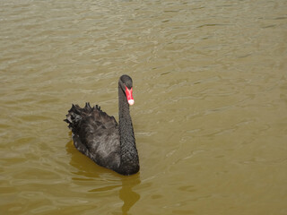 Pato, Ganso, Animal, Lago