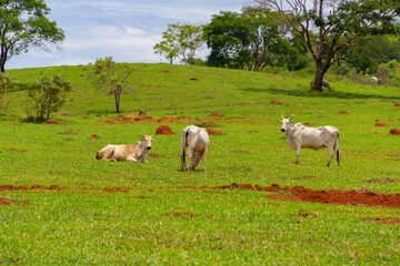 Algumas vacas magras pastando em paisagem do interior do Brasil.