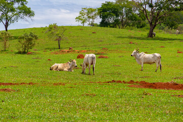 Algumas vacas magras pastando em paisagem do interior do Brasil.