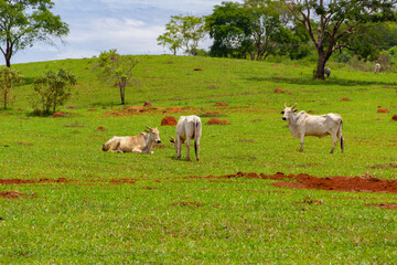 Fototapeta na wymiar Algumas vacas magras pastando em paisagem do interior do Brasil.
