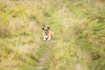 Portrait of a mongrel Malinois x Spanish mastiff in reclining posing in focus with half standing ears between long grass on a path with blurred surroundings
