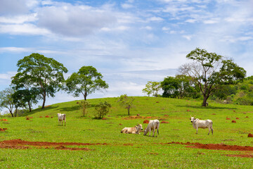 Algumas vacas magras pastando em paisagem do interior do Brasil.