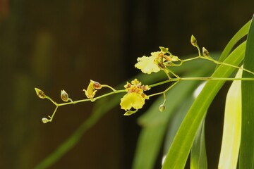 yellow orchid