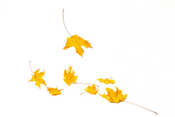 Separately carved areas of yellow dry maple leaves in different angles. The shadow below the element. Autumn leaf fall season. White isolated background