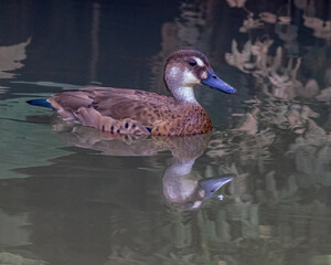 Small teal swimming along the shadowed river bank