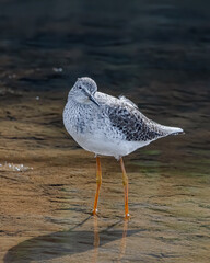 A long-legged waterfowl standing on the shallow waters of the river
