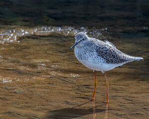 A long-legged waterfowl standing on the shallow waters of the river