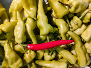 One red ripe chili among plenty of green bell pepper chilies.