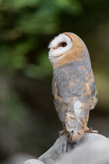 The wonderful Barn owl perched on the rock (Tyto alba)