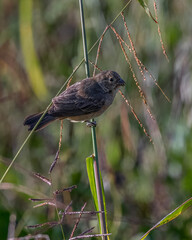A small, seed-eating bird perched on grass stalks