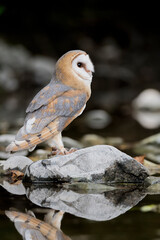 Barn owl on river side (Tyto alba)