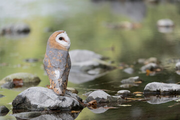 Barn owl on the creek (Tyto alba)