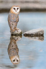 Barn owl perched on river bed is looking at camera (Tyto alba)
