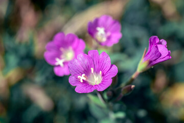 flowers in the garden