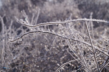 frost on the branches